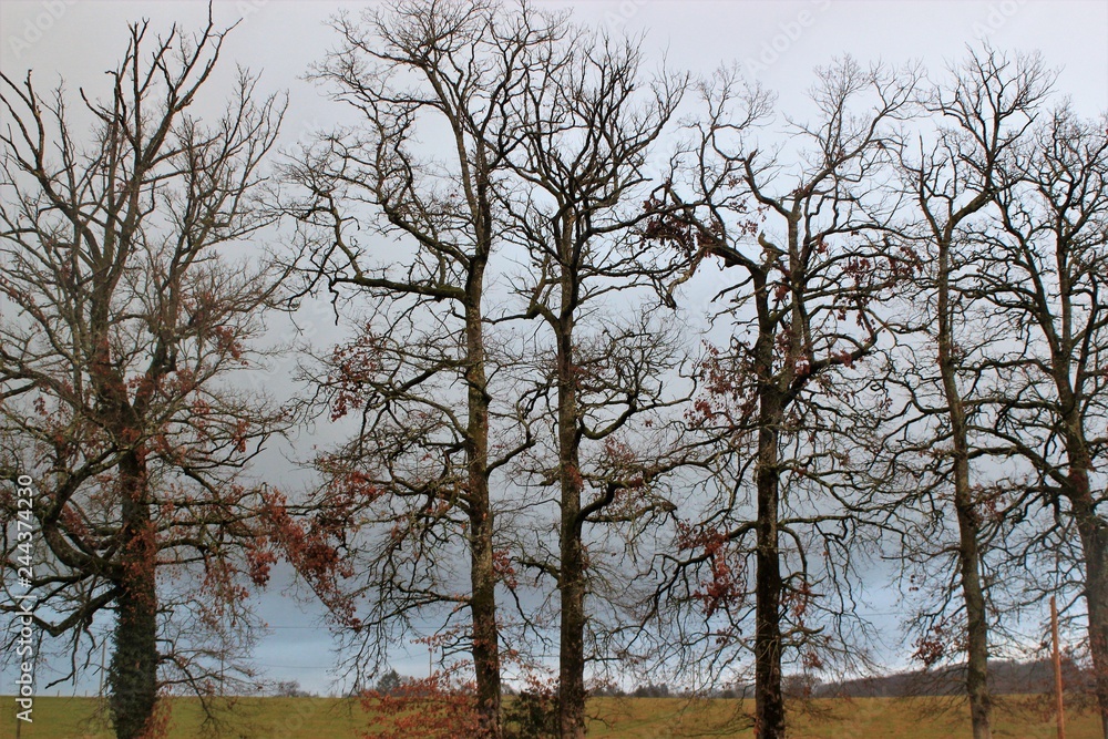 Fototapeta premium Arbres en hiver.