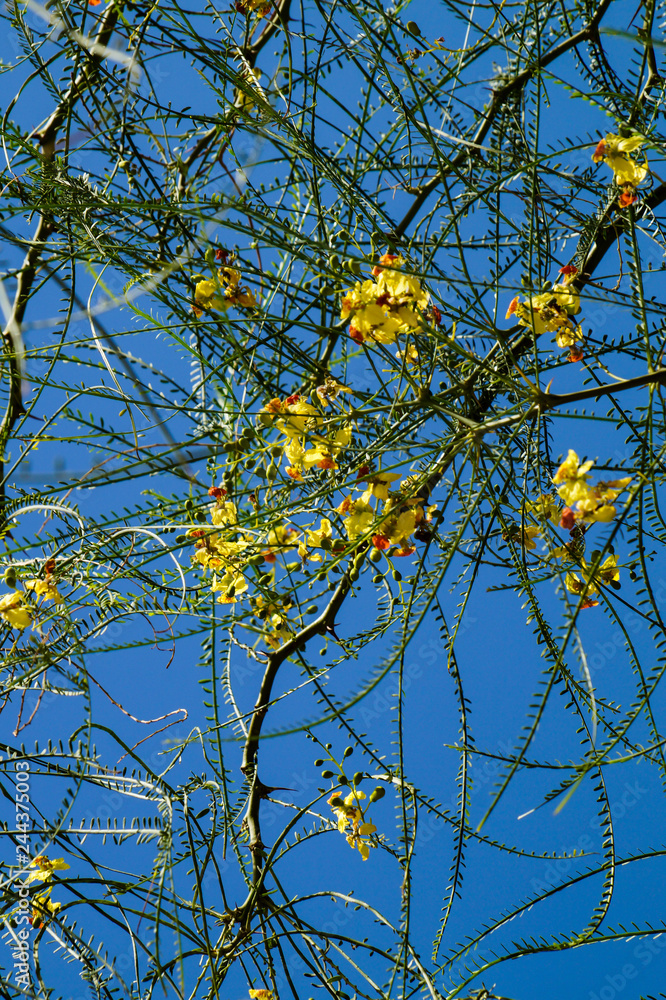 Morocco, Agadir, walk, observation, tree, branches, foliage, flowers, nature Morocco, Agadir, walk, observation, tree, branches, foliage, flowers, nature