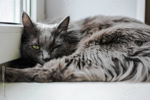 Close up portrait of beautiful gray cat