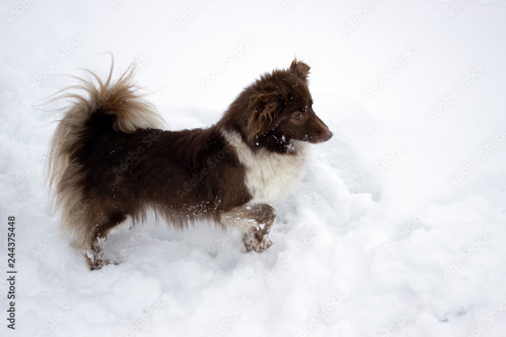 Jack Russell Terrier - cute small hunting dog picks up a track in the snow and tracks it