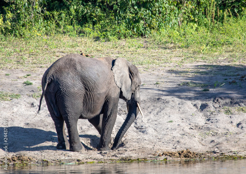 African elephant near the Chobe river in Botswana