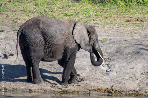 African elephant near the Chobe river in Botswana
