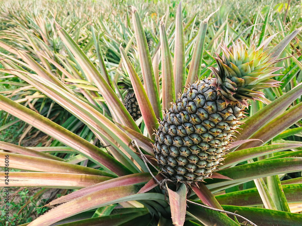 Pineapple tropical fruit growing in farm. Pineapple tropical fruit growing in farm.