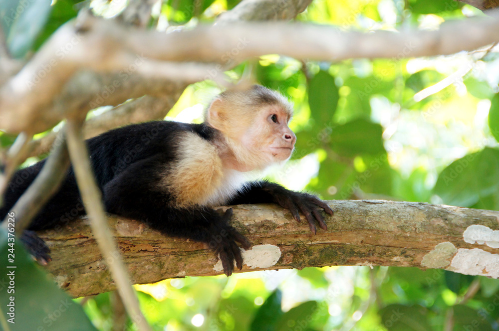 capuchin monkey in the tree - what happened there - Costa Rica capuchin monkey in the tree - what happened there - Costa Rica