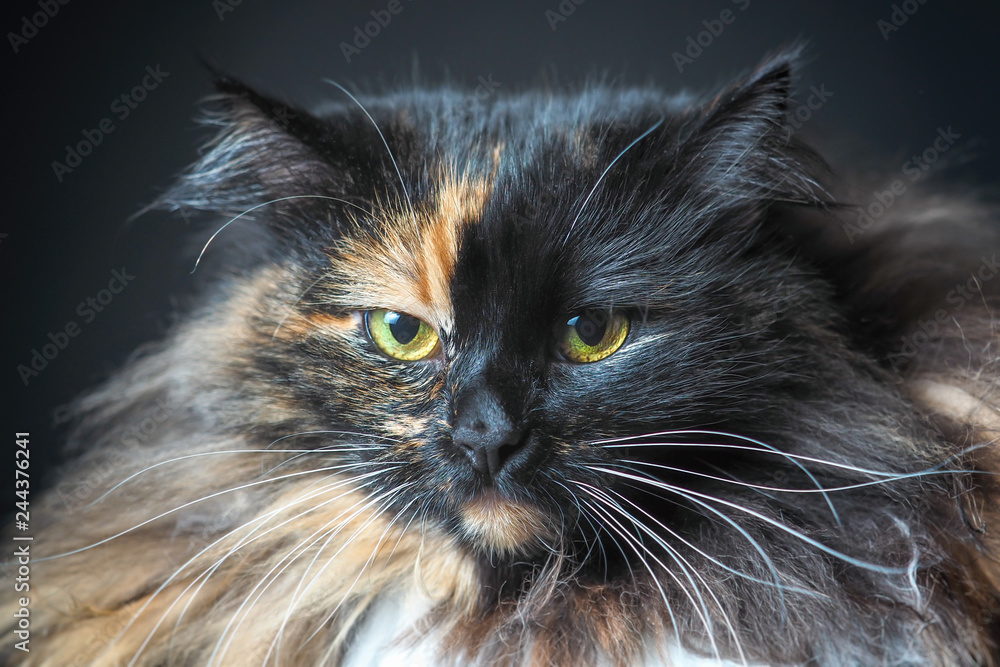 Portrait of unimpressed cat