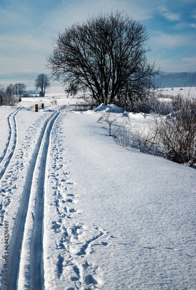 a cross-country route runs around the tree a cross-country route runs around the tree