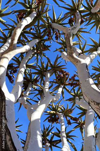 Quiver tree with blue sky - Namibia AfricaAfrica photo