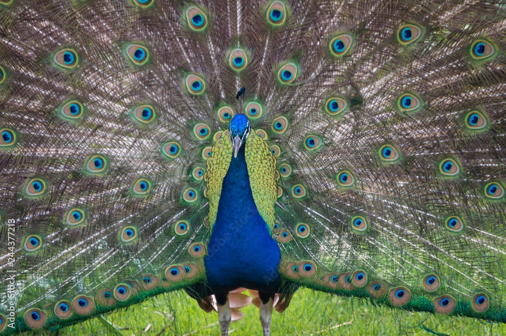 Fototapeta premium Męski rytuał godowy pawia.
