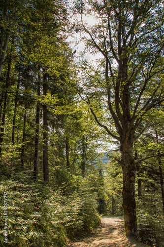 road through the forest to the  Monastery St. John Iacob   Suceava   Romania 2017