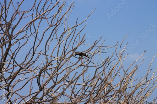 Isolated black crown on the branches (Ari Atoll, Maldives)