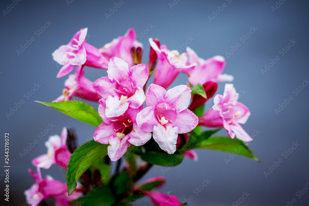 Flowers of azaleas on a blue background. Decorative spring and summer flowers_ Flowers of azaleas on a blue background. Decorative spring and summer flowers_