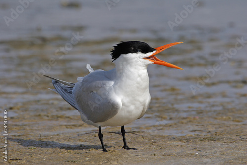 Royal Tern, Thalasseus maximus, on the tidal flats of Fort De Soto State Park, Florida. © Francisco