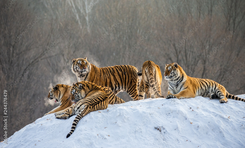 Fototapeta premium Kilka tygrysów syberyjskich na zaśnieżonej wzgórzu na tle drzew zimowych. Chiny. Harbin. Prowincja Mudanjiang. Park Hengdaohezi. Park Tygrysów Syberyjskich. Zimowy. Twardy mróz. (Panthera tgris altaica)