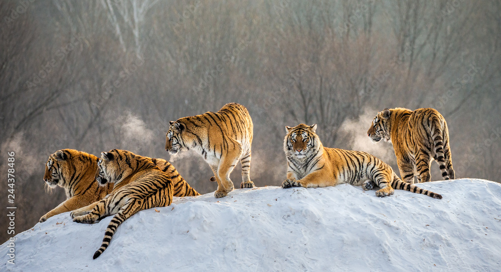 Naklejka premium Kilka tygrysów syberyjskich na zaśnieżonym wzgórzu na tle drzew zimą. Chiny. Harbin. Prowincja Mudanjiang. Park Hengdaohezi. Park Tygrysów Syberyjskich. Zimowy. Twardy mróz. (Panthera tgris altaica)