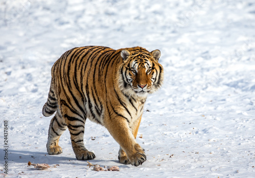 Siberian tiger walks in a snowy glade in a hard frost. Very unusual image. China. Harbin. Mudanjiang province. Hengdaohezi park. Siberian Tiger Park. Winter.  Panthera tgris altaica 