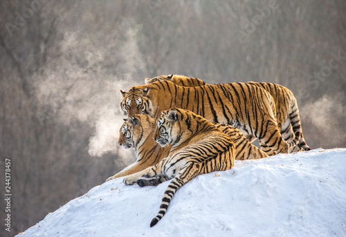 Several siberian tigers on a snowy hill against the background of winter trees. China. Harbin. Mudanjiang province. Hengdaohezi park. Siberian Tiger Park. Winter. Hard frost. (Panthera tgris altaica)