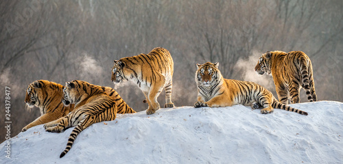 Several siberian tigers on a snowy hill against the background of winter trees. China. Harbin. Mudanjiang province. Hengdaohezi park. Siberian Tiger Park. Winter. Hard frost. (Panthera tgris altaica) photo