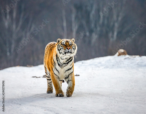 Siberian tiger walks in a snowy glade in a hard frost. Very unusual image. China. Harbin. Mudanjiang province. Hengdaohezi park. Siberian Tiger Park. Winter. (Panthera tgris altaica)