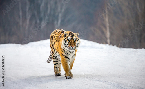 Siberian tiger walks in a snowy glade in a hard frost. Very unusual image. China. Harbin. Mudanjiang province. Hengdaohezi park. Siberian Tiger Park. Winter. (Panthera tgris altaica) © gudkovandrey