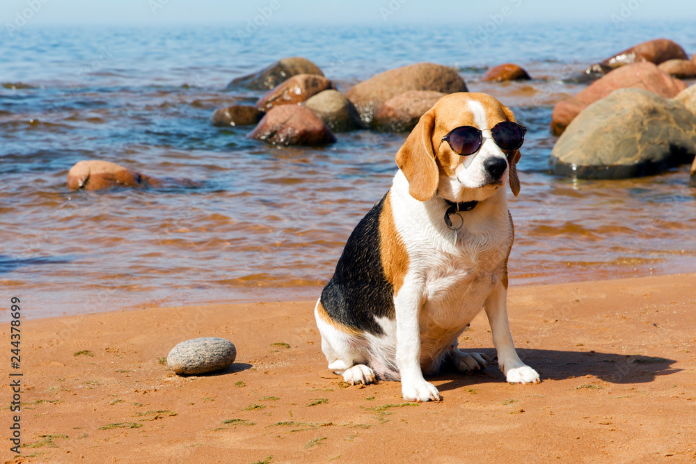 Beagle dog in sunglasses sitting on sea beach