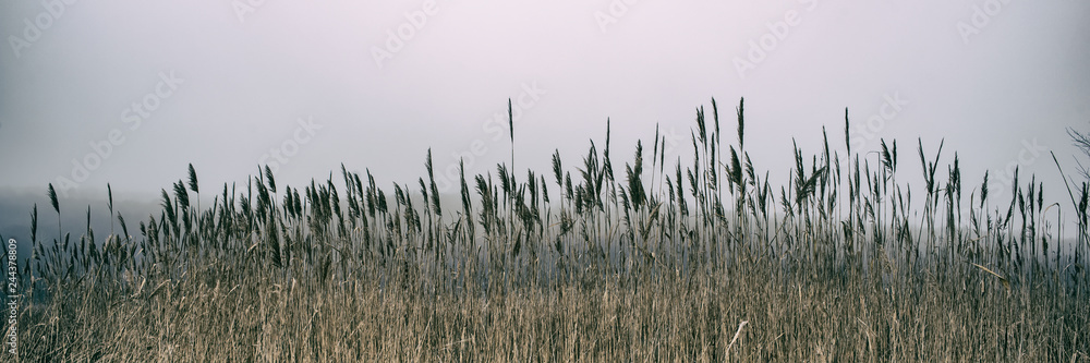 Thickets of reeds and snow on a meadow on a foggy day, panoramic landscape. Web banner for design. - obrazy, fototapety, plakaty 