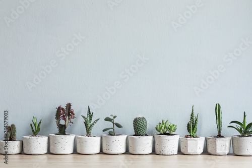 Minimalistic home interior with composition of cacti and succulents on the wooden table in stylish cement pots. Grey walls. Stylish concept of home garden. Copy space. photo