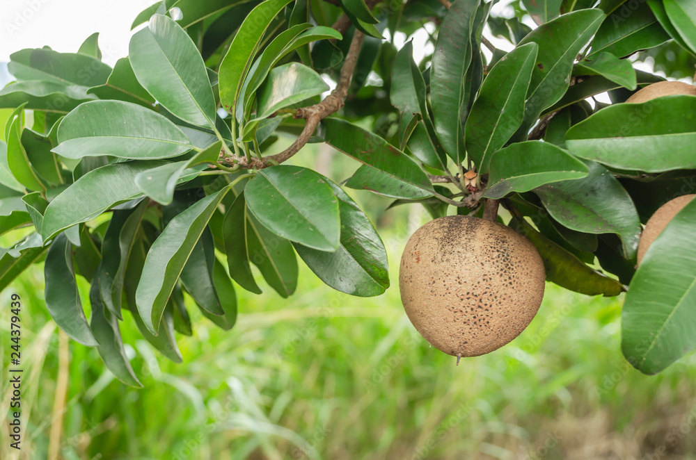 Sapodilla Evergreen Leaves and Brown Fruit Sapodilla Evergreen Leaves and Brown Fruit