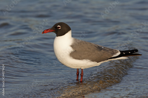 Laughing Gull, Leucophaeus atricilla, in shallow water on Fort De Soto State Park, Florida.