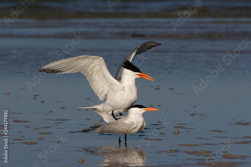 Royal Terns, Thalasseus maximus, engaged in courting and mating behavior on the tidal flats of Fort De Soto State Park, Florida.