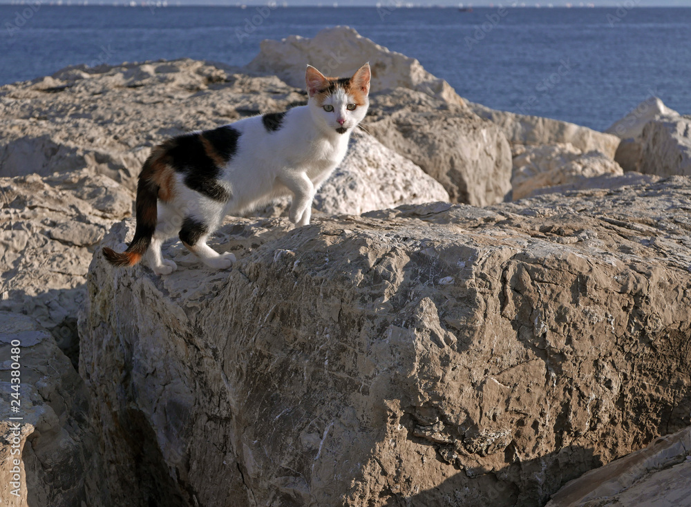 un gatto sulle rocce sulla costa di napoli