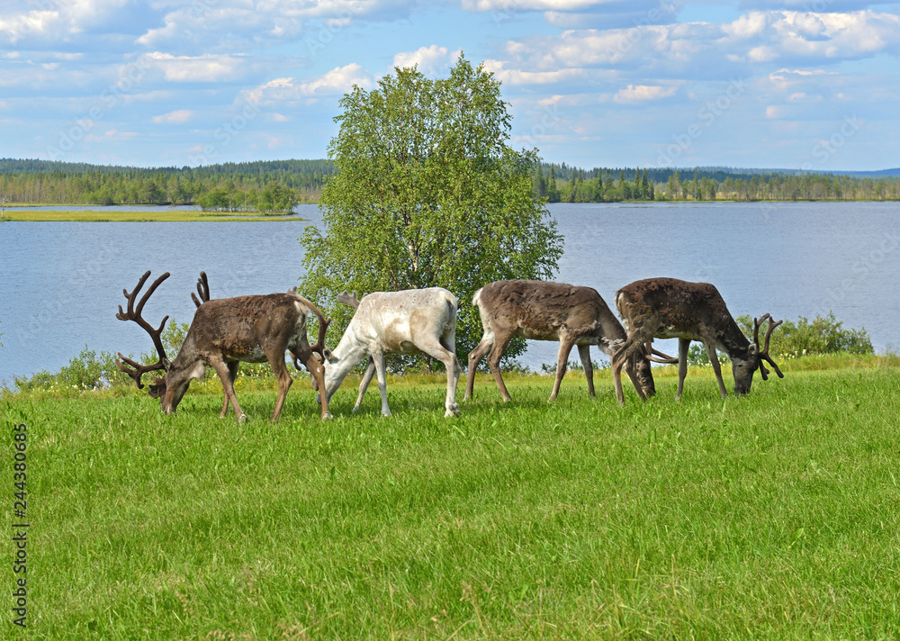 Four reindeer grazing on green meadow on shore of northern lake. Finnish Lapland Four reindeer grazing on green meadow on shore of northern lake. Finnish Lapland