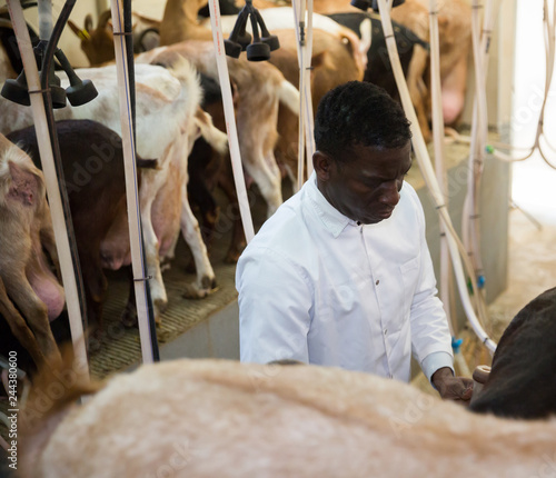 Man milking goats on farm photo