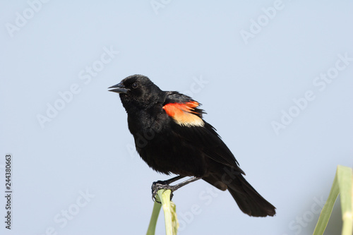 Male Red Winged Blackbird, Agelaius phoeniceus, in Fort De Soto State Park, Florida.