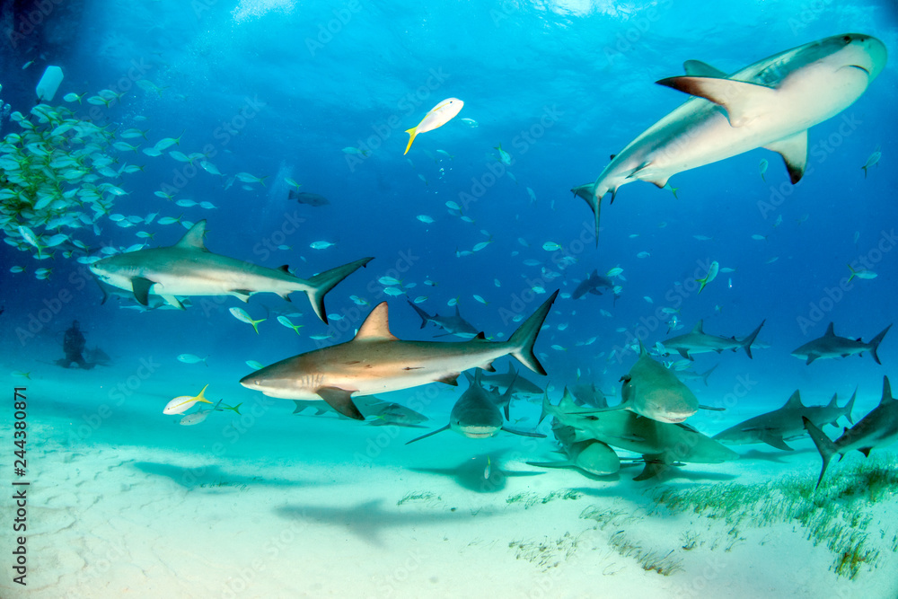 Caribbean reef shark at the Bahamas Caribbean reef shark at the Bahamas