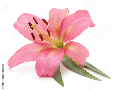 Pink lily with leaves.