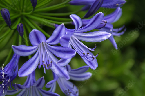 Agapanthus purple cloud  African lily