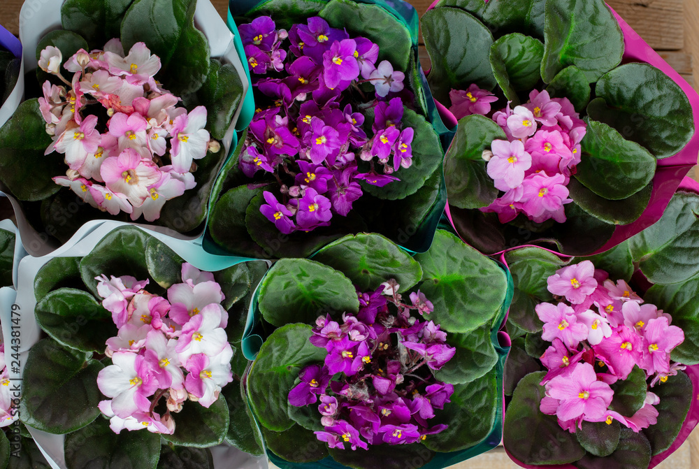 Many pots with Flowering Saintpaulias commonly known as African violet. Many pots with Flowering Saintpaulias commonly known as African violet.