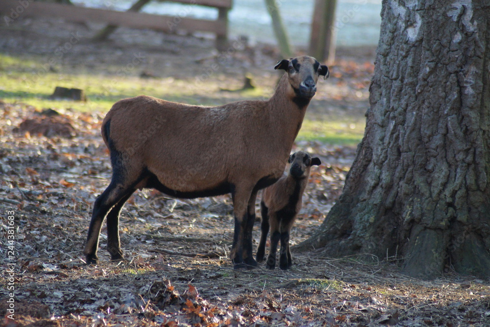 Fototapeta premium Mutter und KInd