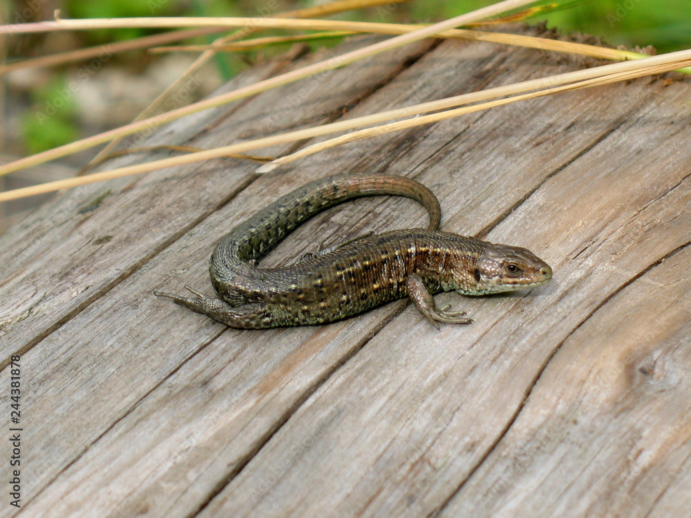 Obraz premium Sand lizard (Lacerta agilis)