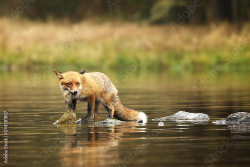 Red fox in river eating little fish prey - Vulpes vulpes