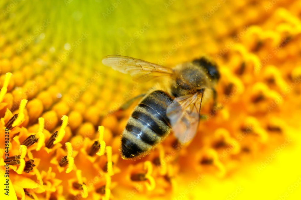 Biene auf Sonnenblume Biene auf Sonnenblume