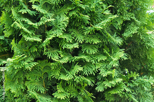 Thuja occidentalis green plant