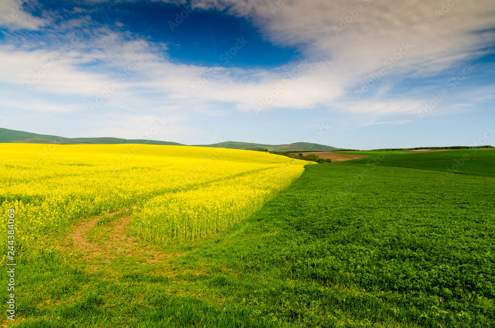 Obraz premium rape field background