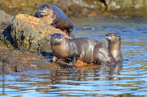 River Otter Family swimming, Vancouver Island, British Columbia, Canada