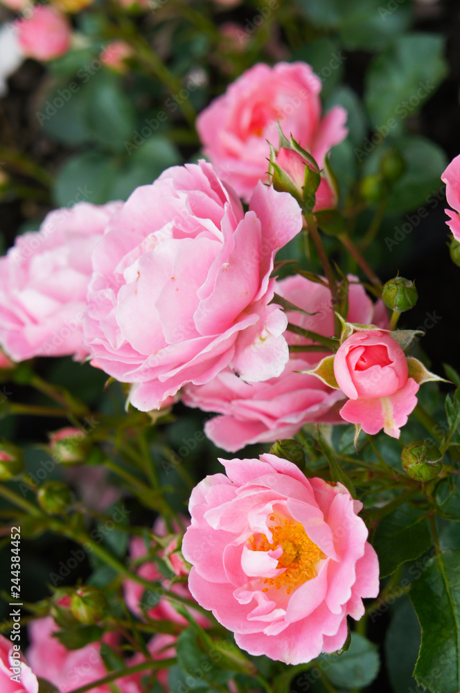 Two-tone pink sommerwind rose flowers