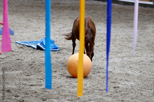Young horses playing with balls in riding hall indoors