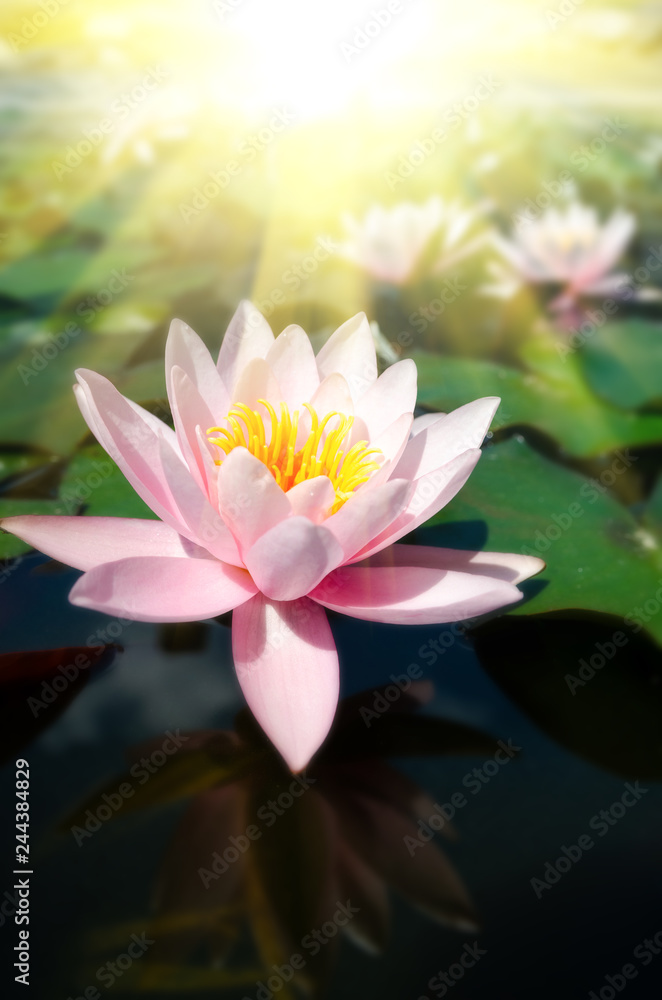 beautiful water lily beautiful water lily