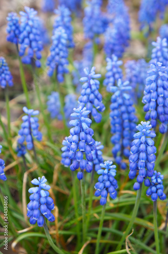 Blue muscari flowers with green vertical
