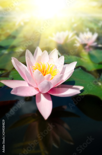 Fototapeta Naklejka Na Ścianę i Meble -  beautiful water lily