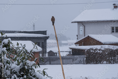 Hawk peeking on wooden stake photo